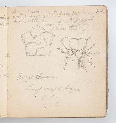 Pagina di taccuino: Rosa canina da Kenyon Cox