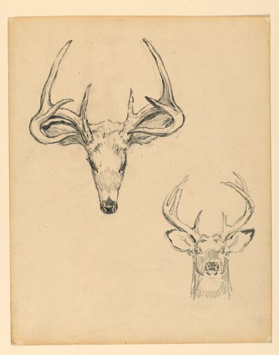 Studio di Testa di Cervo da Kenyon Cox