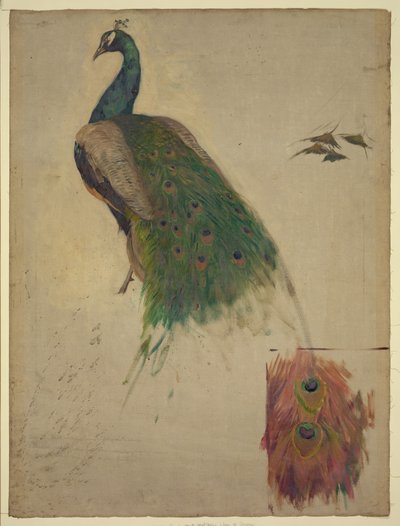 Le scienze, studio per pavone nel timpano, galleria sud-ovest, decorazione per la Biblioteca del Congresso da Kenyon Cox