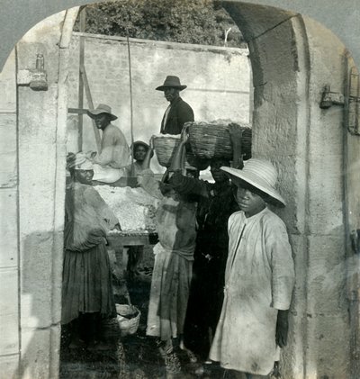 Cacao fresco dai baccelli, Dominica, B.W.I., 1893 da Keystone View Company