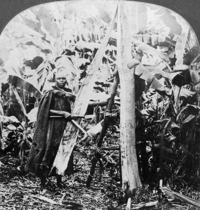 Scortecciamento per fare tessuti di corteccia, Uganda, fine XIX o inizio XX secolo da Keystone View Company