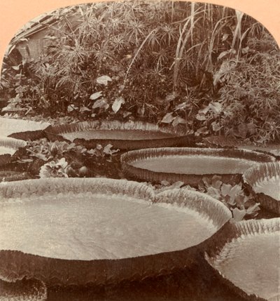 Giglio di Thureza, Giardino Botanico, Amburgo, Germania, 1895 da Keystone View Company