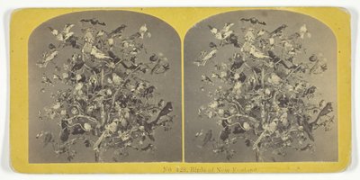 Uccelli del New England, 1855-75 da Kilburn Brothers, BW Kilburn