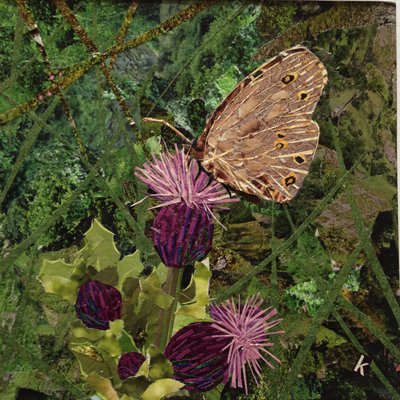 Flit - Farfalla satiro su cardo da Kirstie Adamson