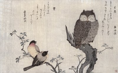 Un gufo e due fringuelli orientali, da un album 