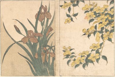 Fiori di ciliegio e iris, dal libro illustrato Fiori delle quattro stagioni da Kitagawa Utamaro