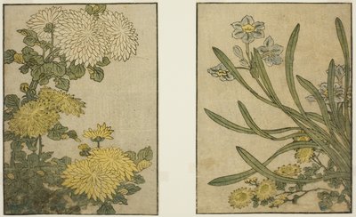 Crisantemo e narciso, dal libro illustrato "Libro illustrato: Fiori delle quattro stagioni (Ehon shiki no hana)," vol. 2 da Kitagawa Utamaro