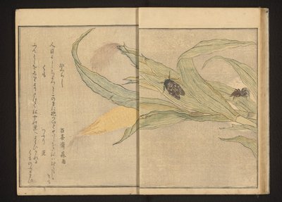 Cicala e ragno sul mais da Kitagawa Utamaro