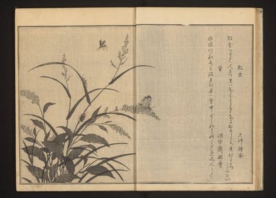 Cricket and vuurvliegjes on polygonum and reeds da Kitagawa Utamaro