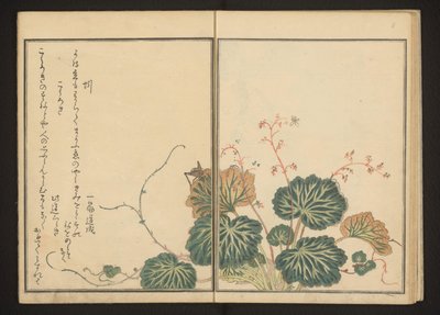 Lombrico e grillo nero su sassifraga strisciante da Kitagawa Utamaro