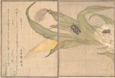 Cicala della Sera, Higurashi, Ragno, Kumo da Kitagawa Utamaro