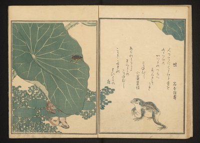 Rane e coleottero dorato vicino al loto da Kitagawa Utamaro