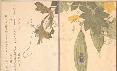 Cavalletta Kirigirisu, Cicala Semi... da Kitagawa Utamaro