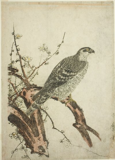 Falco su un ramo di prugna da Kitagawa Utamaro