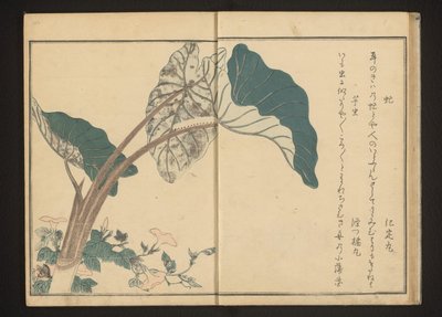 Tafano su convolvolo e bruco su pianta di taro da Kitagawa Utamaro