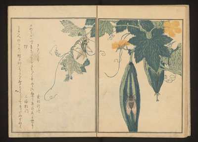 Katydid e cicala su zucca da Kitagawa Utamaro