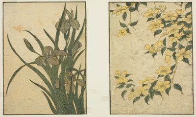 Kerria e Iris, dal libro illustrato "Libro Illustrato: Fiori delle Quattro Stagioni (Ehon shiki no hana)," vol. 1 da Kitagawa Utamaro