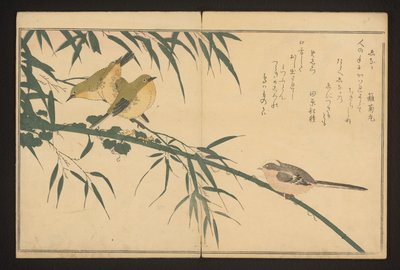 Cincia dal lungo codino e occhi bianchi da Kitagawa Utamaro