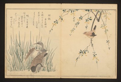 Germano reale e martin pescatore da Kitagawa Utamaro
