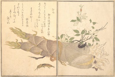 Grillo talpa Kera, forbicina, Hasami-mushi da Kitagawa Utamaro