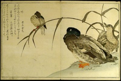 Miriadi di uccelli: Una gara di Kyoka (Momo chidori kyoka awase) da Kitagawa Utamaro