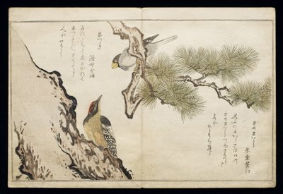 P.332-1946 Vol.1 f.3 Hawfinch e un picchio, da un album 