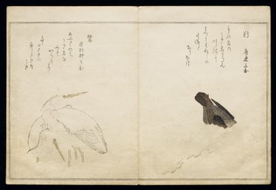 P.332-1946 Vol.1 f.4 Cormorano a destra e due aironi nevosi a sinistra, da un album 