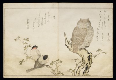Un gufo e due fringuelli orientali, da un album 
