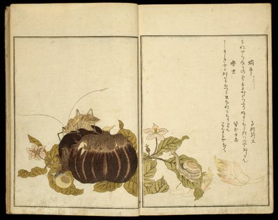 Libro illustrato: Insetti selezionati (Ehon mushi erabi) da Kitagawa Utamaro