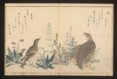 Quaglia e allodola da Kitagawa Utamaro