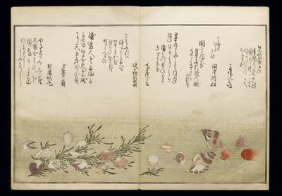 Shiohi no tsuto (Regali dalla marea calante), noto come il Libro delle Conchiglie, 1789 da Kitagawa Utamaro