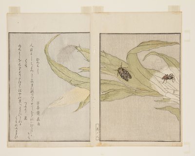 Ragno e cicala serale da Kitagawa Utamaro