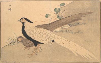 Bai xian, 1789 da Kitao Masayoshi