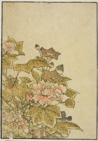 Fiori d