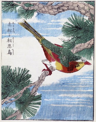 Uccello su un albero. Disegno giapponese di Kitao Kosuisai da Kitao Shigemasa