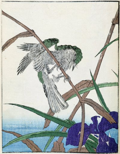 Uccello su un albero. Disegno giapponese di Kitao Kosuisai da Kitao Shigemasa