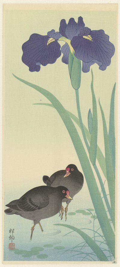 Gallinelle d