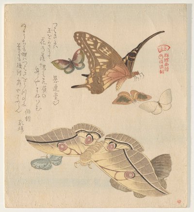 Farfalle e falene, dalla serie Uno stormo di farfalle (Gunchō Gafu) da Kubo Shunman