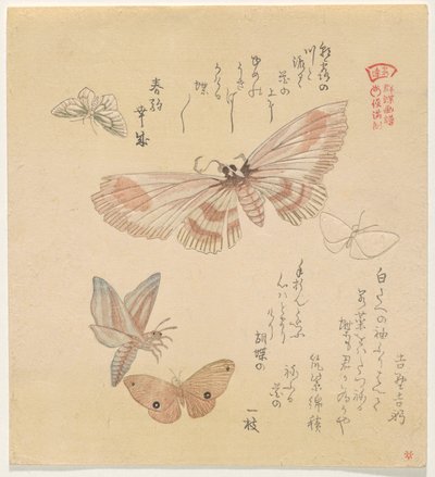 Farfalle e falene, dalla serie Un volo di farfalle (Gunchō Gafu) da Kubo Shunman