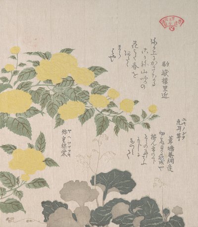 Corchorus o Rosa Gialla e Sassifraga Strisciante, XIX secolo da Kubo Shunman