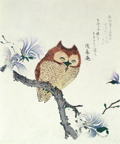 Gufo su un ramo di magnolia (inchiostro e colore su carta) da Kubo Shunman