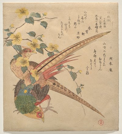 Coppia di fagiani cinesi e un ramo di fiori di yamabuki da Kubo Shunman