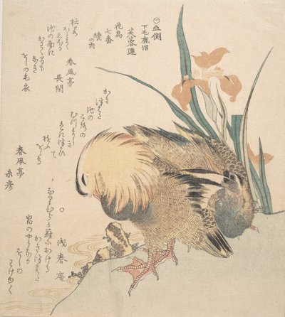 Coppia di anatre mandarine e fiori di iris, fine XVIII-inizio XIX secolo da Kubo Shunman