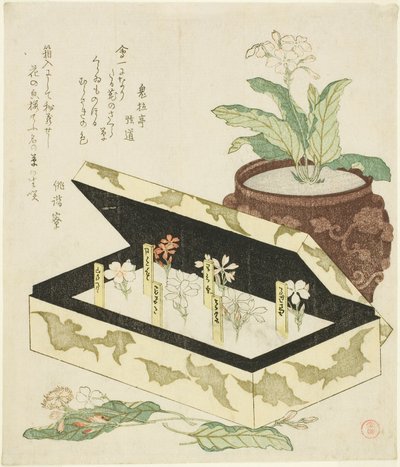 Primule da Kubo Shunman