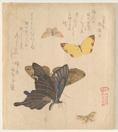 Il manuale di pittura di uno stormo di farfalle (Guncho? Gafu) da Kubo Shunman