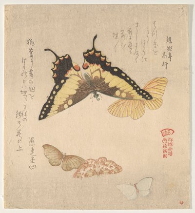 Il Manuale di Pittura del Branco di Farfalle (Guncho? Gafu) da Kubo Shunman