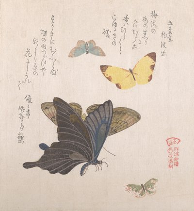 Varie falene e farfalle, XIX secolo da Kubo Shunman