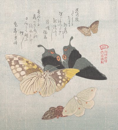 Varie Falene e Farfalle, XIX secolo da Kubo Shunman