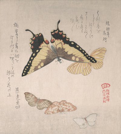Varie falene e farfalle, XIX secolo da Kubo Shunman