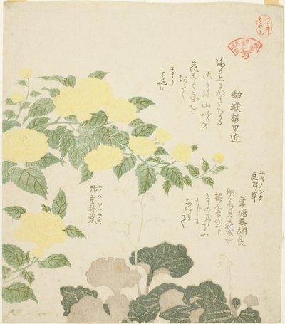 Rose gialle (Yae yamabuki) e sassifraghe striscianti (Yukinoshita), dalla serie "Collezione di piante per il Circolo di Poesia Kasumi (Kasumi-ren somoku awase)" da Kubo Shunman